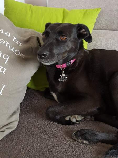 sighthound lina.jpg
